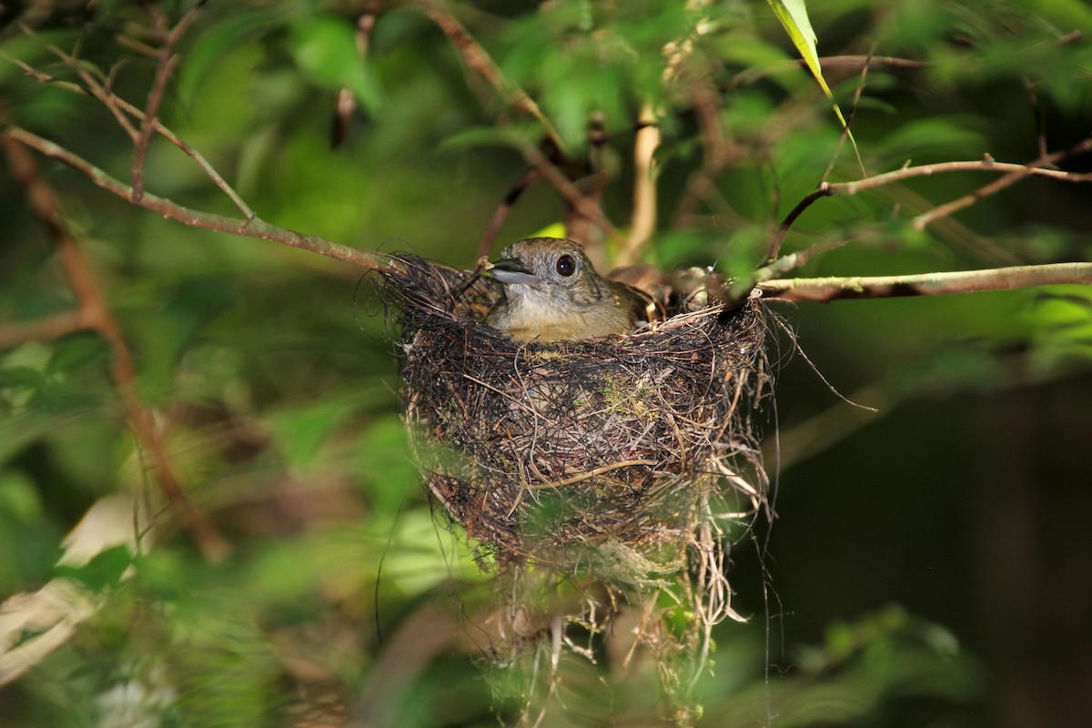 Black-crowned Antshrike - ML626798002