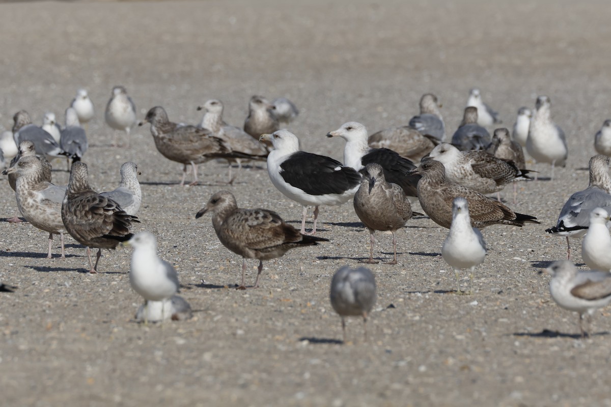 Great Black-backed Gull - ML626798210