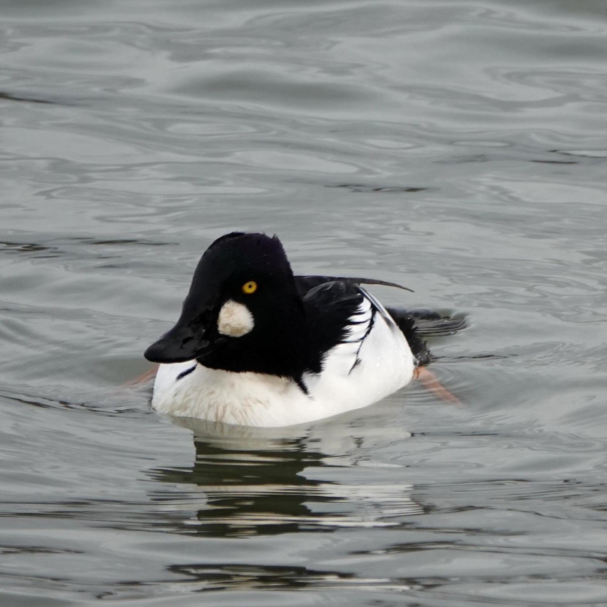 Common Goldeneye - ML626798244
