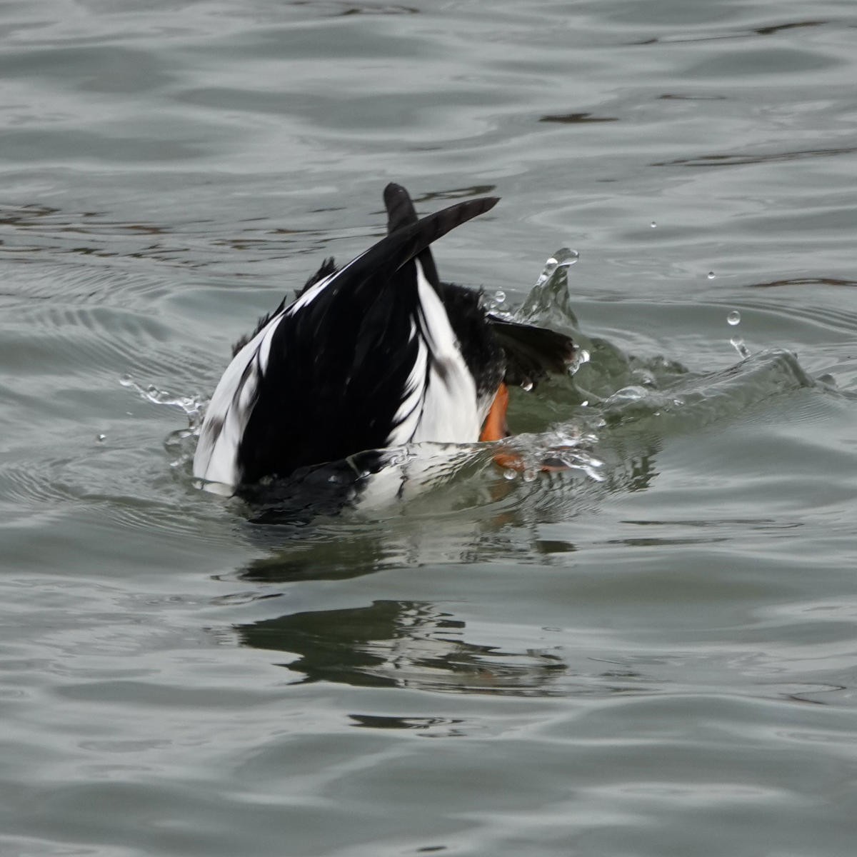 Common Goldeneye - ML626798259