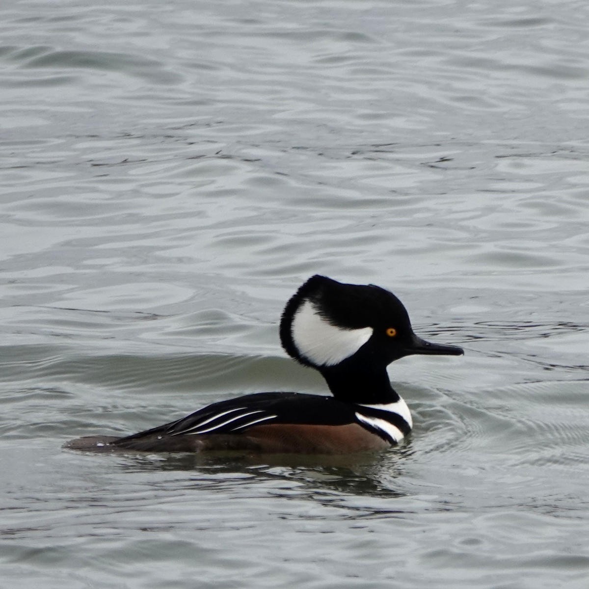 Hooded Merganser - ML626798266