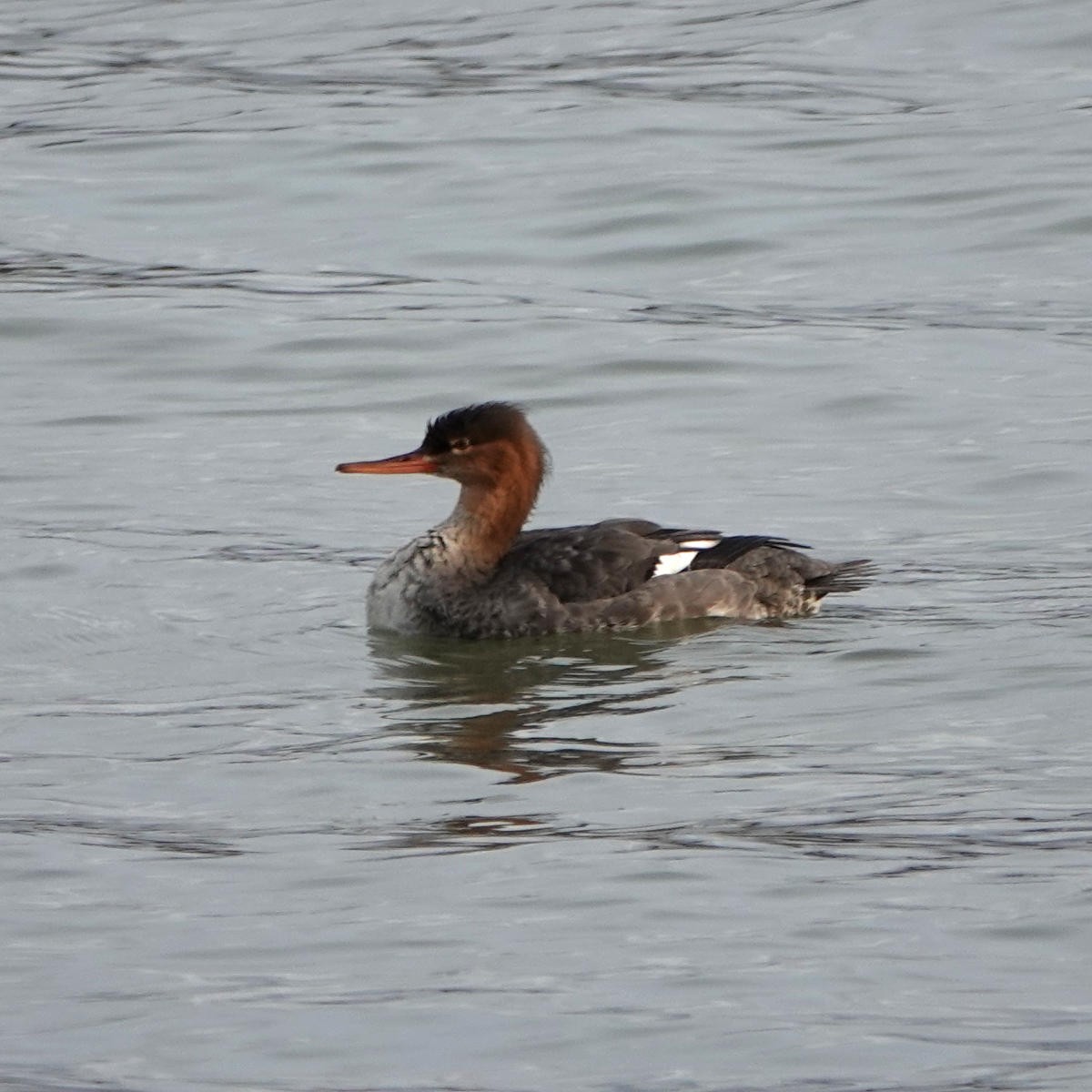 Red-breasted Merganser - ML626798285