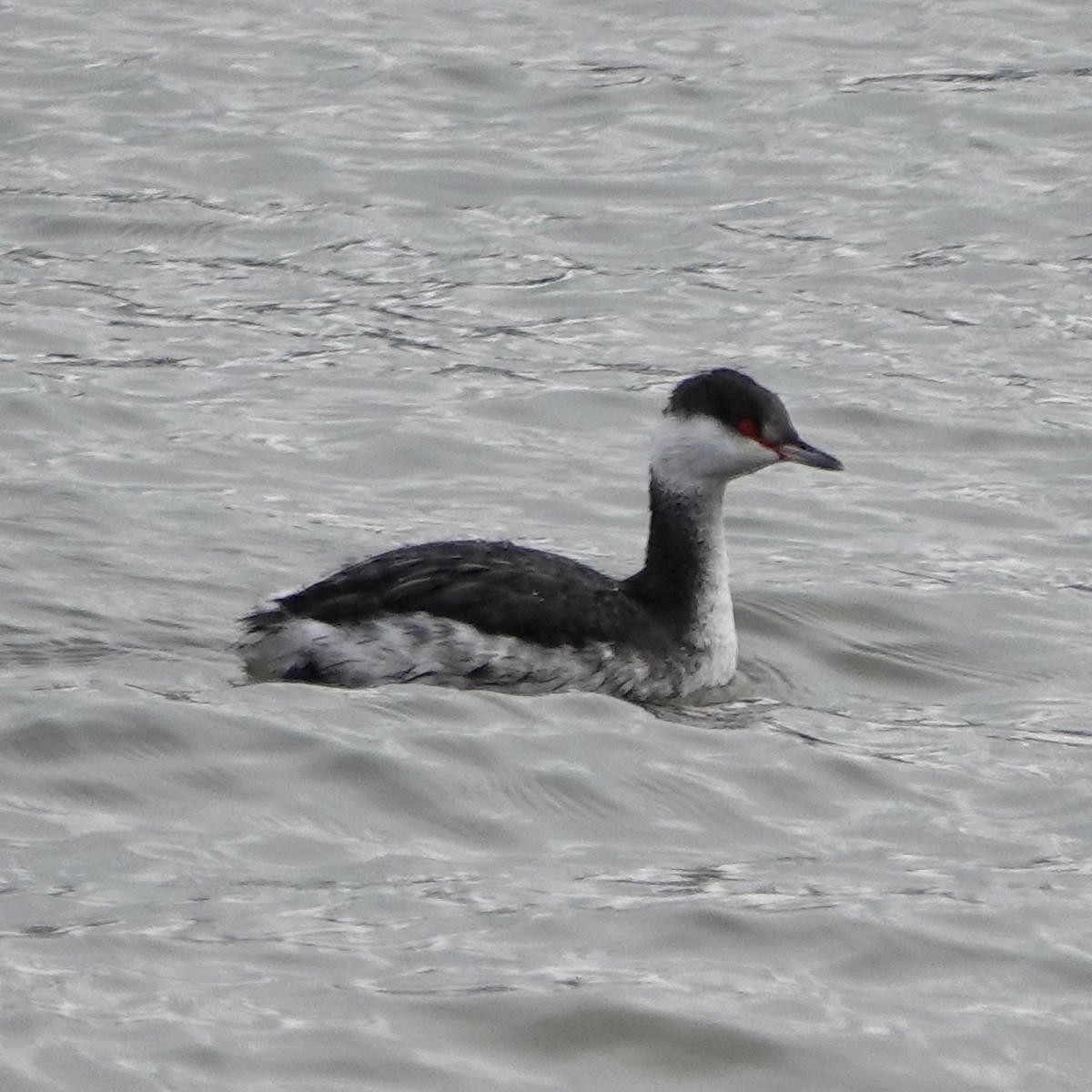 Horned Grebe - ML626798519