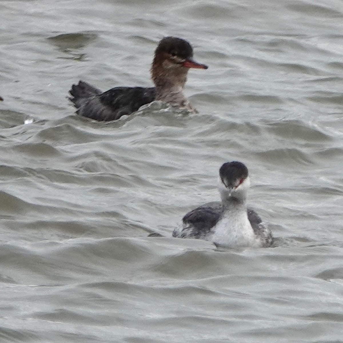 Horned Grebe - ML626798524