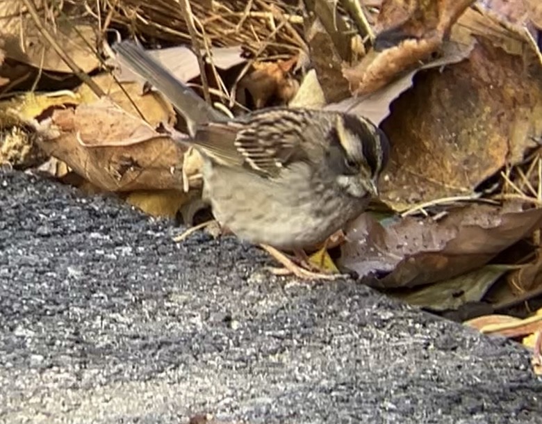 White-throated Sparrow - ML626798880