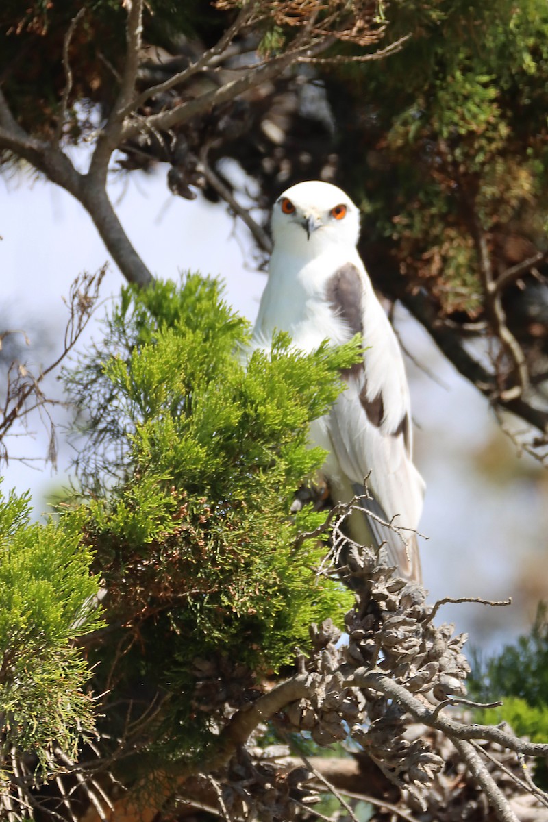 Black-shouldered Kite - ML626799063