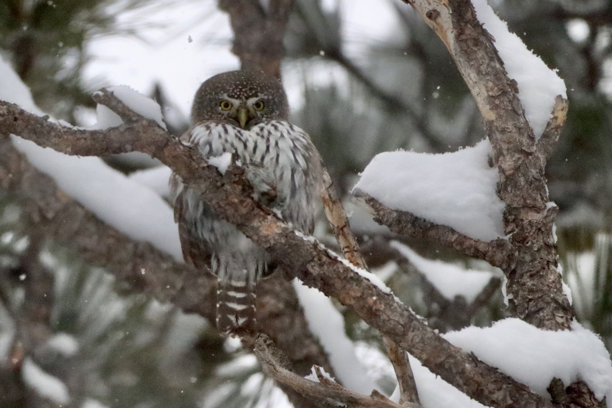 Northern Pygmy-Owl - ML626799116