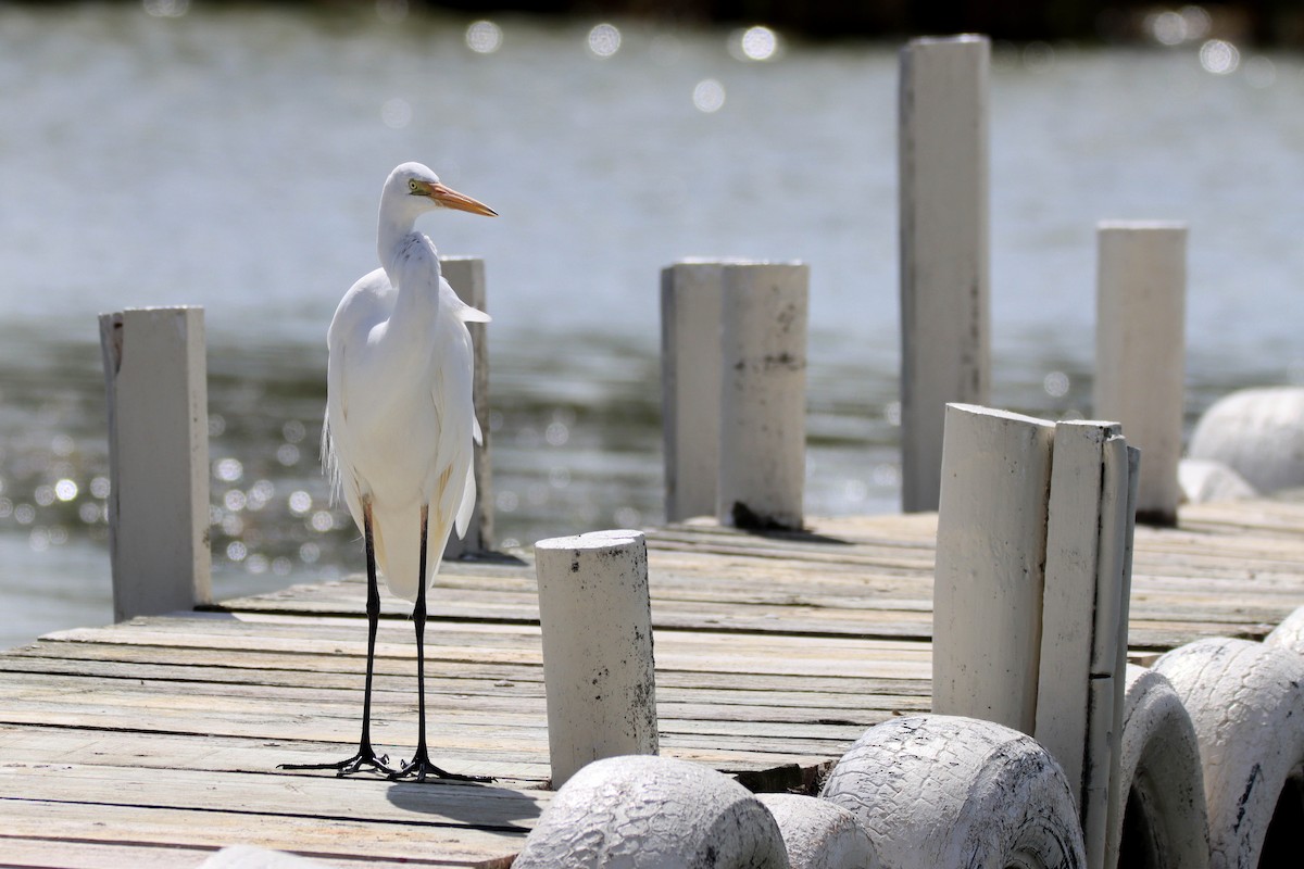 Great Egret - ML626799126