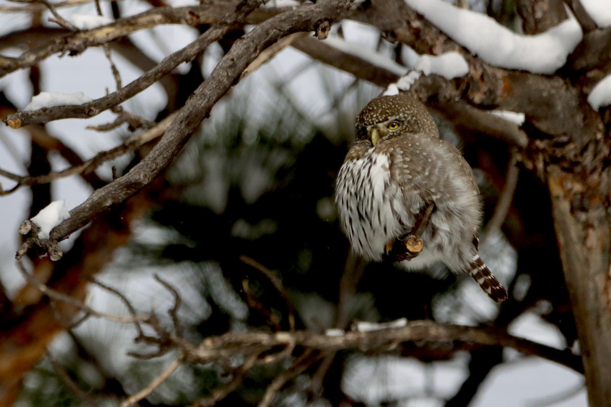 Northern Pygmy-Owl - ML626799127