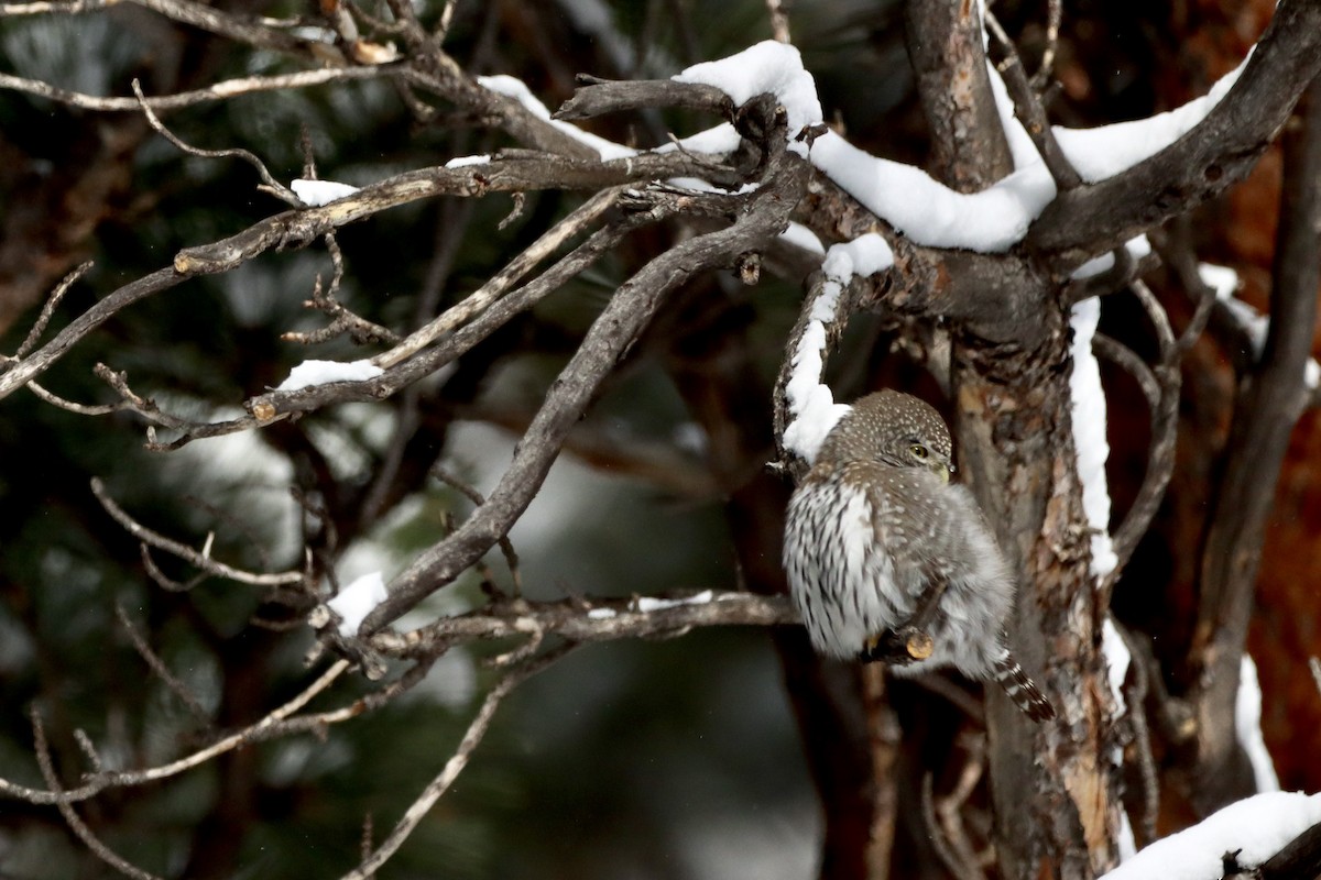 Northern Pygmy-Owl - ML626799129