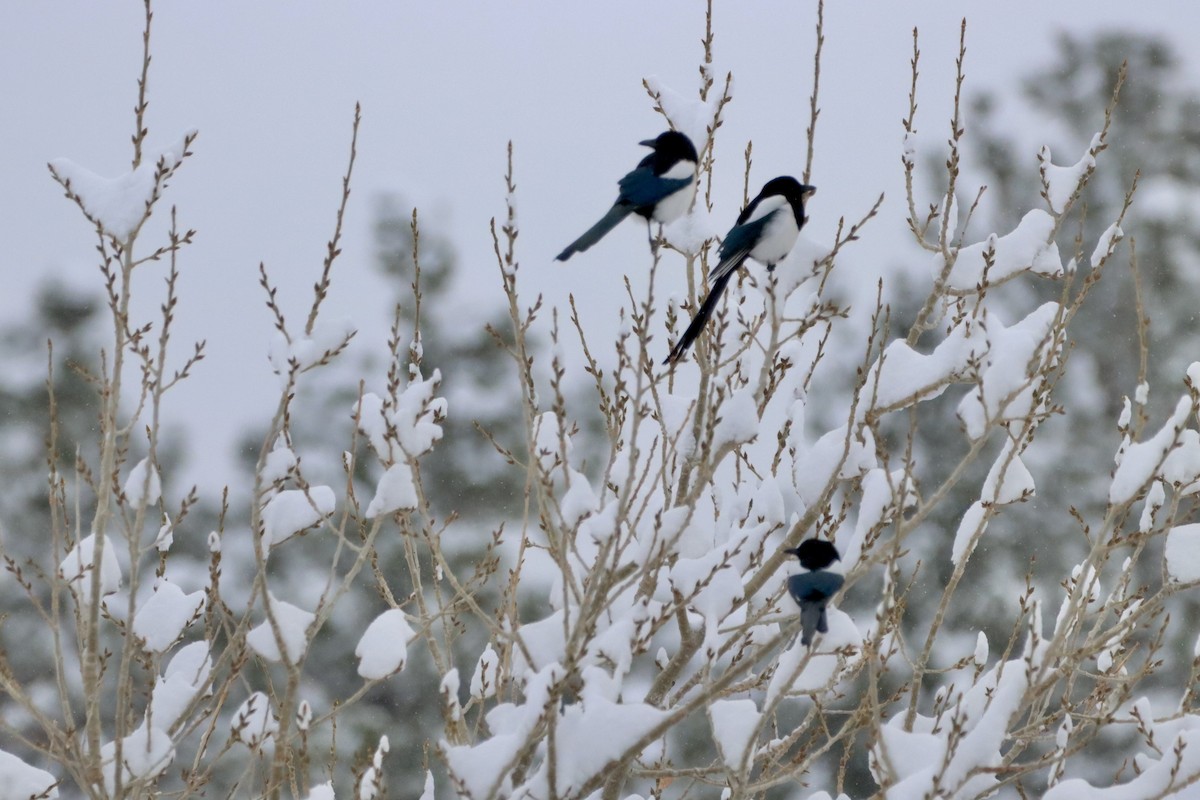 Black-billed Magpie - ML626799150