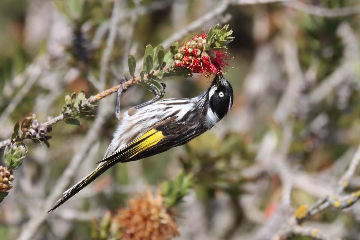 New Holland Honeyeater - ML626799219