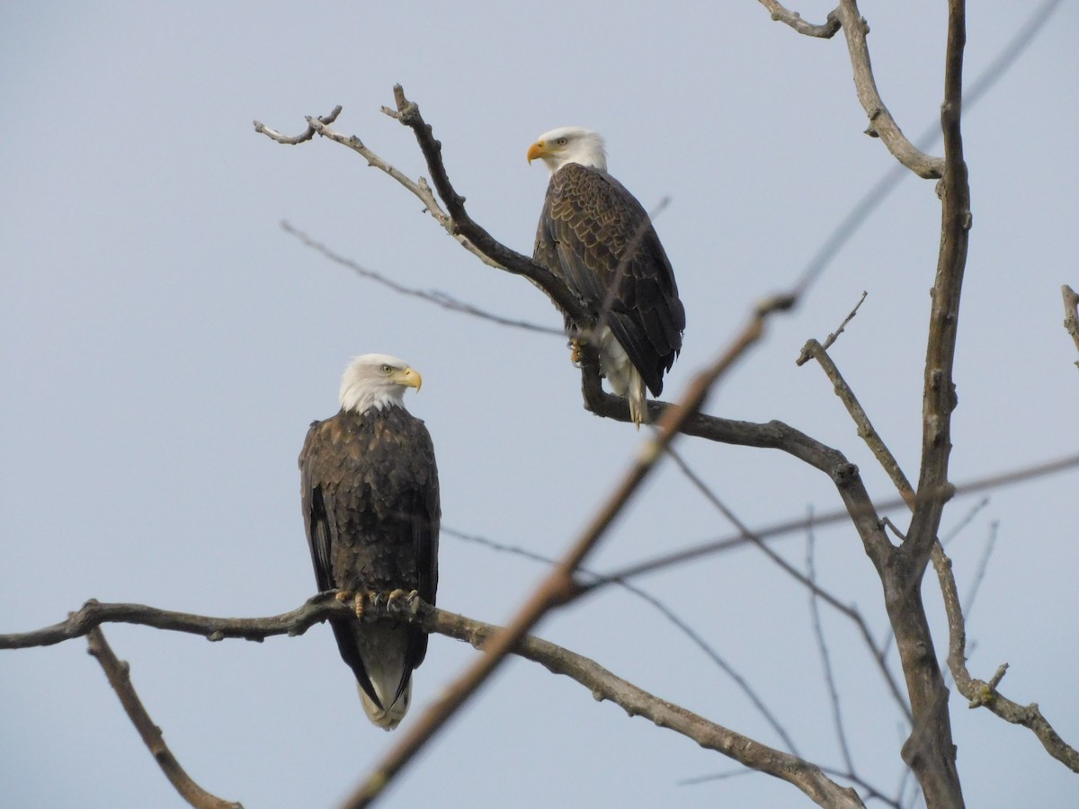 Bald Eagle - ML626799240