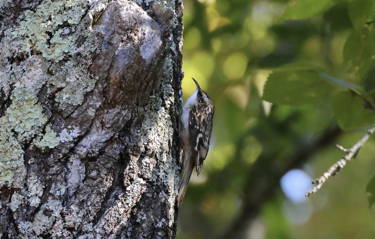 Brown Creeper - ML626799246