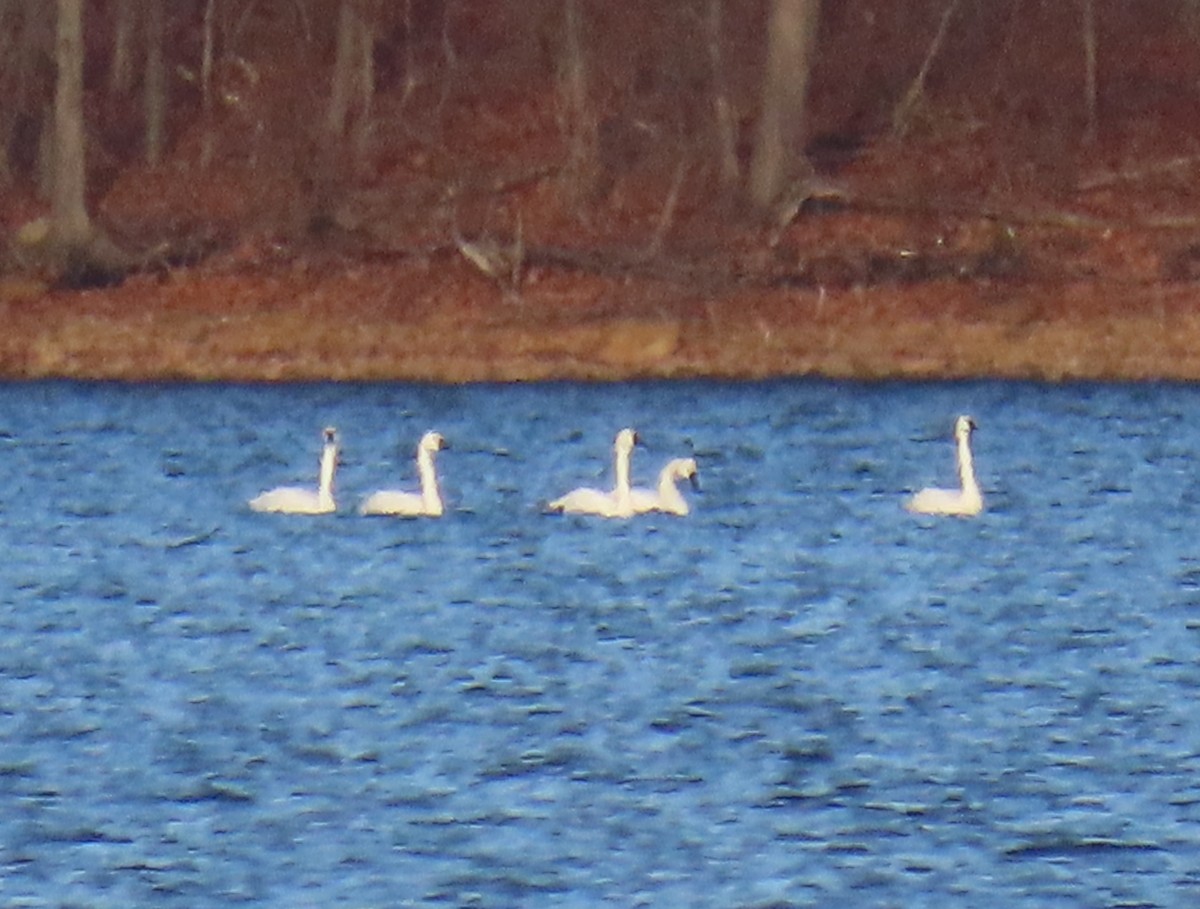 eBird Checklist - 27 Nov 2024 - Merrill Creek Reservoir--South Dam area ...