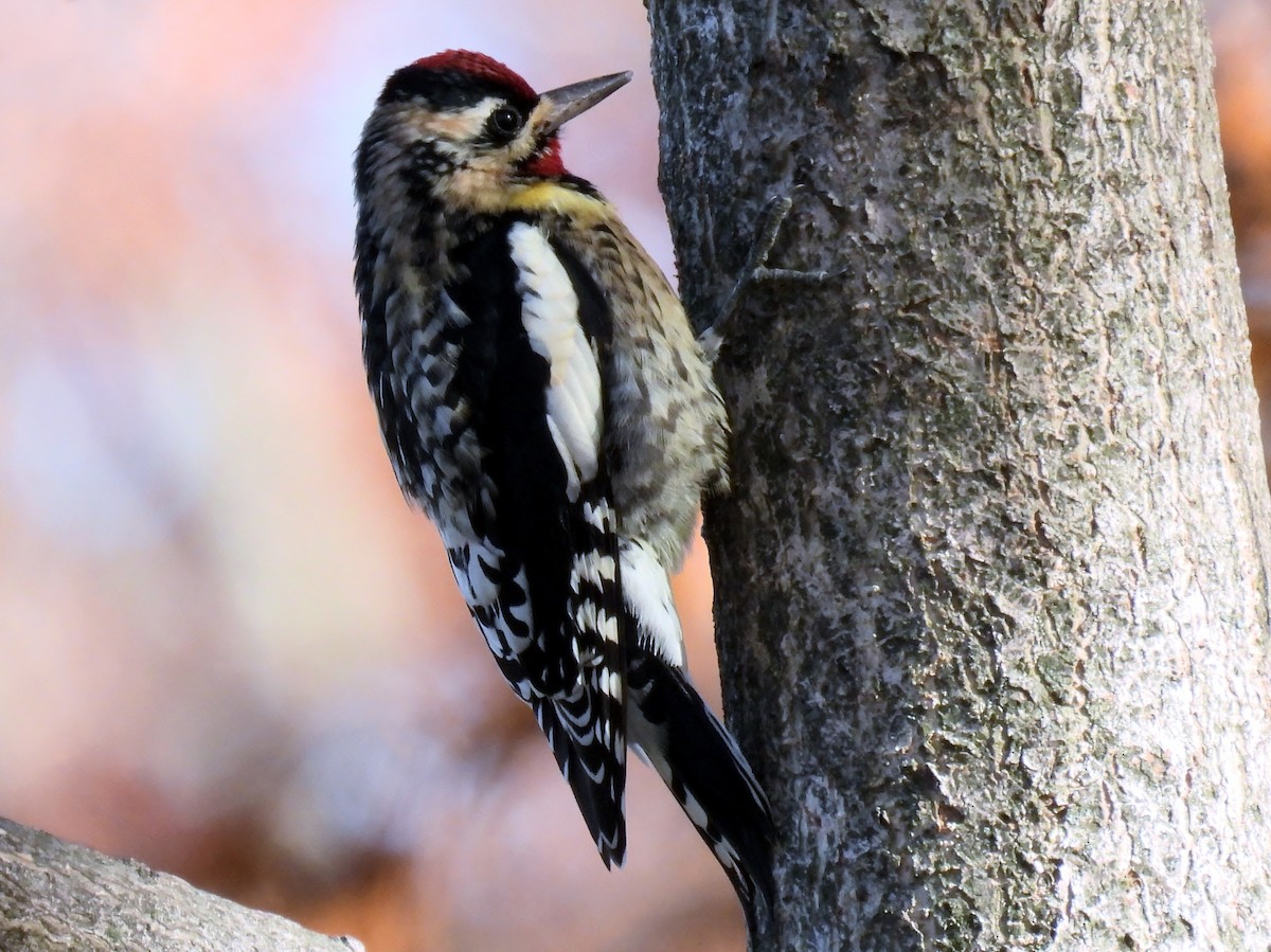 Yellow-bellied Sapsucker - ML626799325