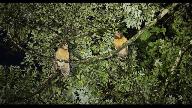 Tawny-browed Owl - ML626799363