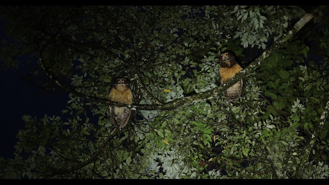 Tawny-browed Owl - ML626799382