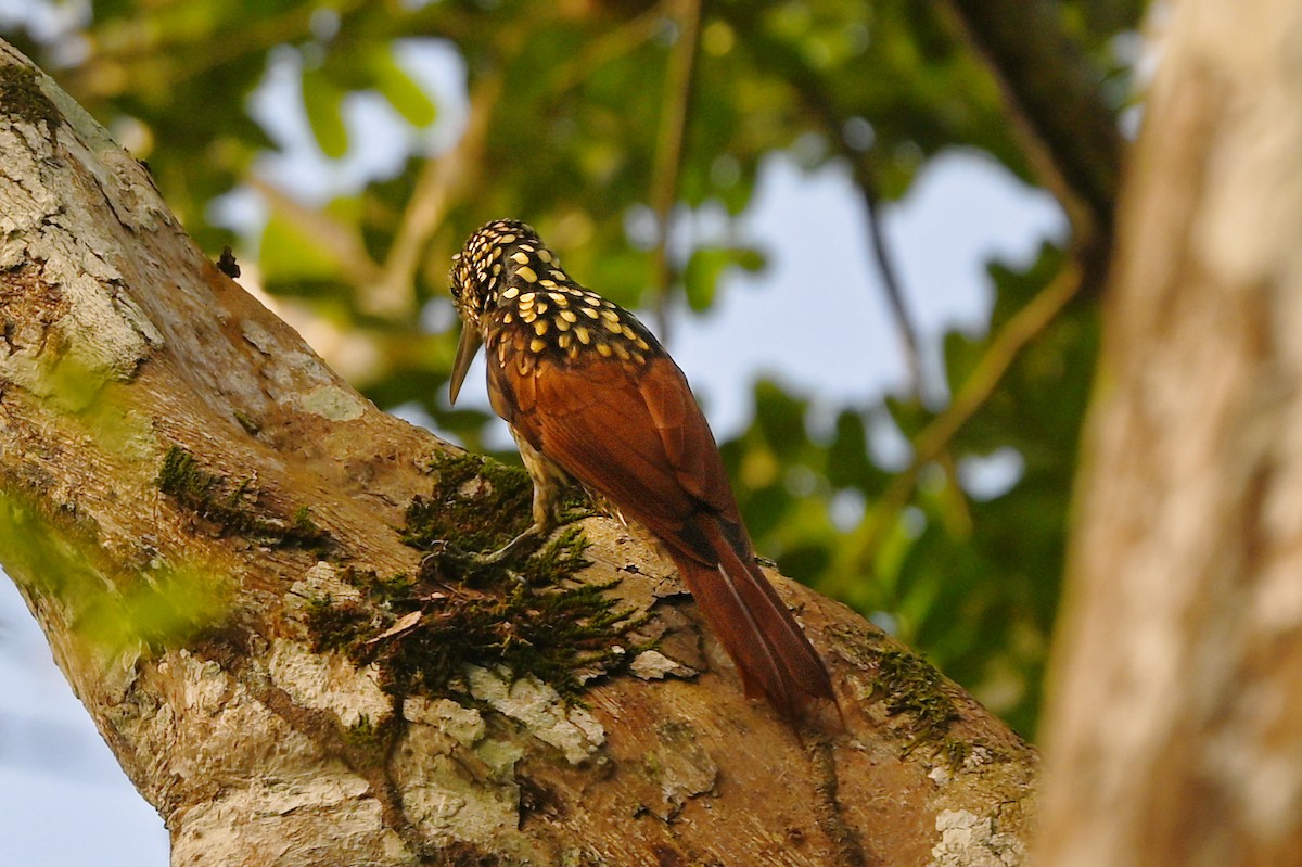 Black-striped Woodcreeper - ML626799485