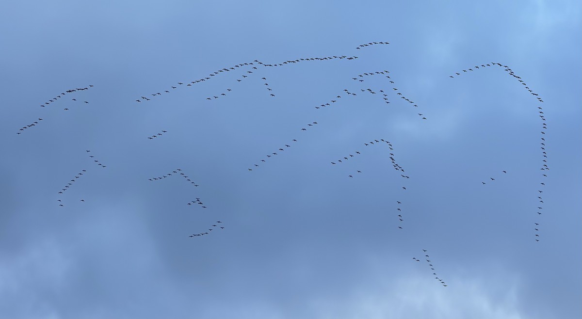 Canada Goose - ML626799497