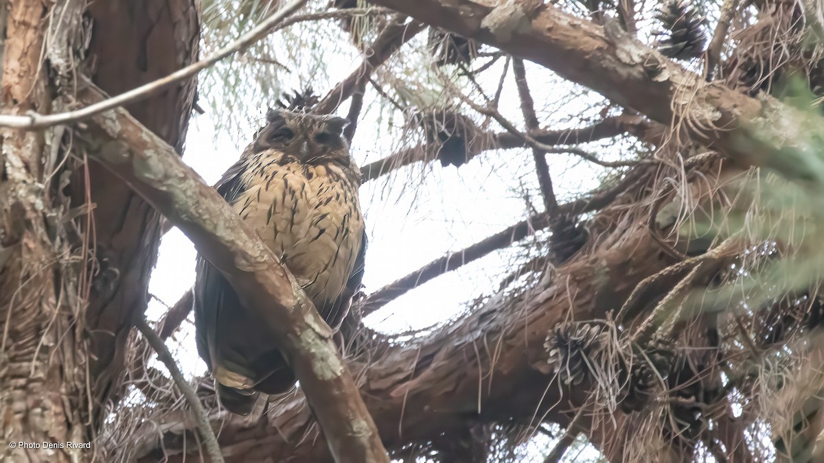 Madagascar Owl - ML626799886