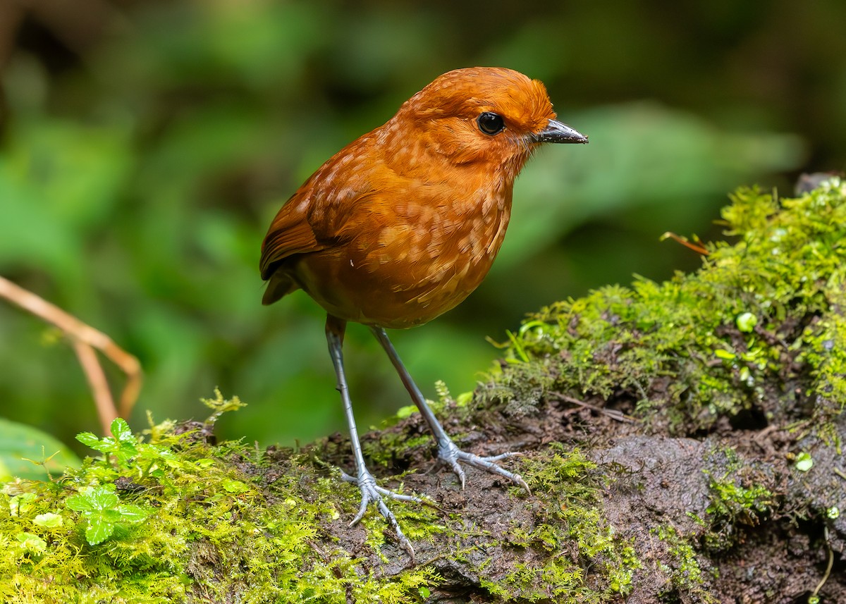 Chestnut Antpitta - ML626800322