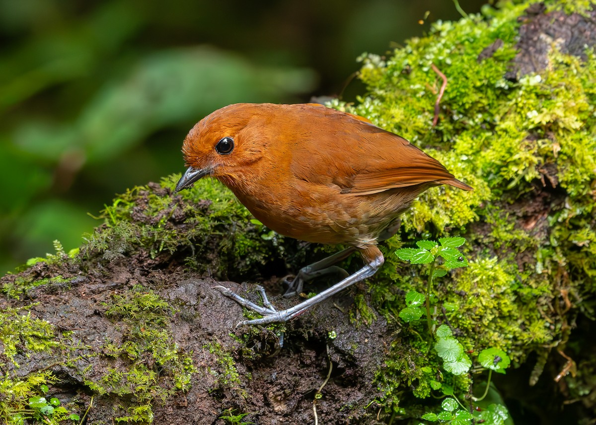 Chestnut Antpitta - ML626800327