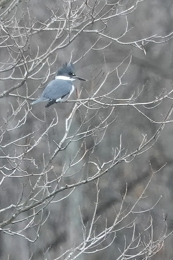 Belted Kingfisher - ML626800349