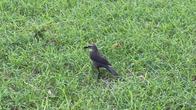 Carib Grackle - ML626800370