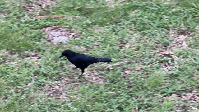 Carib Grackle - ML626800371