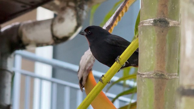 Lesser Antillean Bullfinch - ML626800396