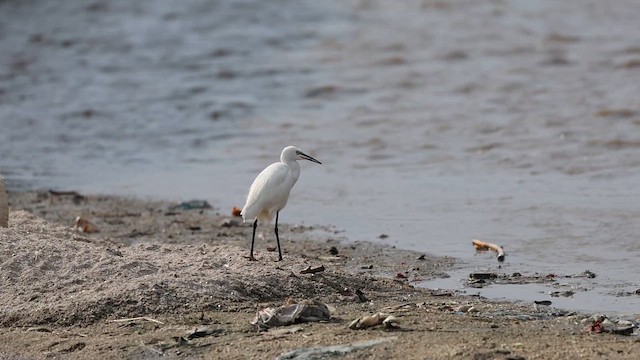 Little Egret (Western) - ML626800701