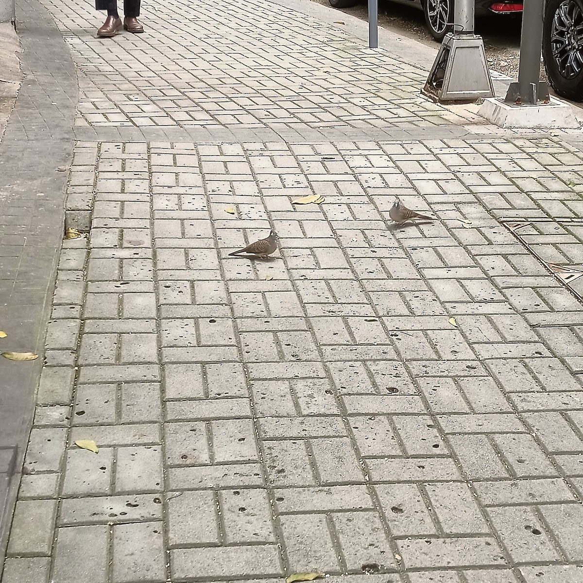 Zebra Dove - ML626800764