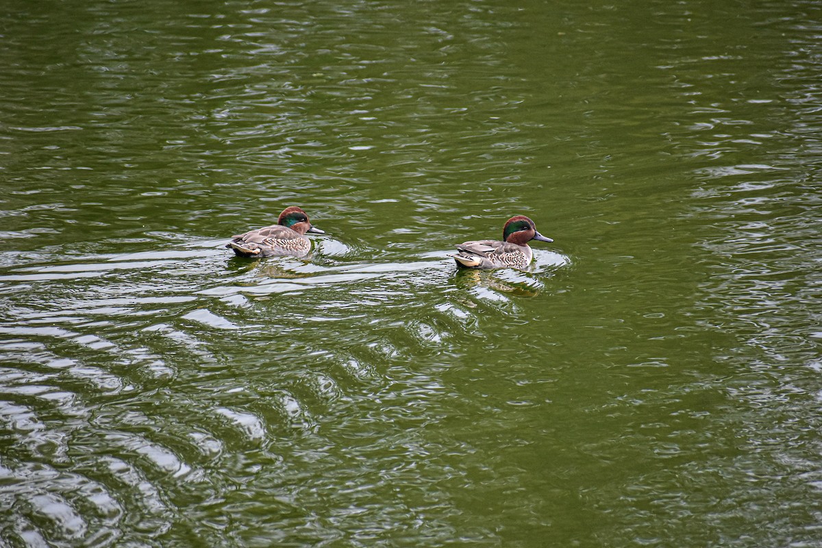 Green-winged Teal - ML626800768