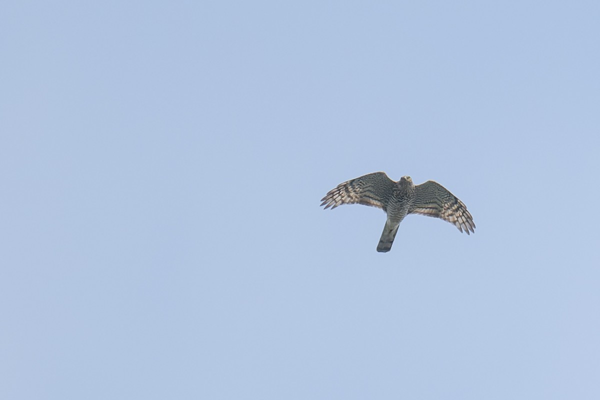 Eurasian Sparrowhawk - ML626801025