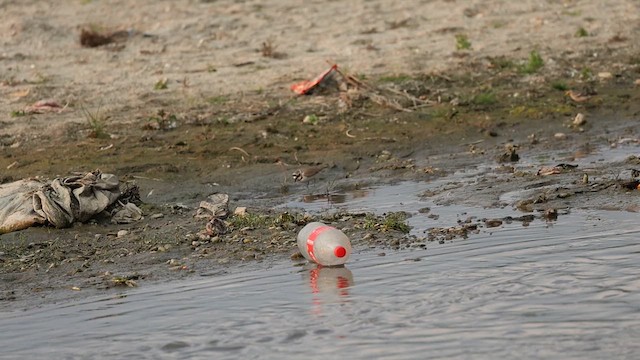 Little Ringed Plover (curonicus) - ML626801038