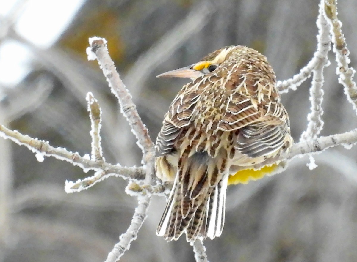 Western Meadowlark - ML626801083