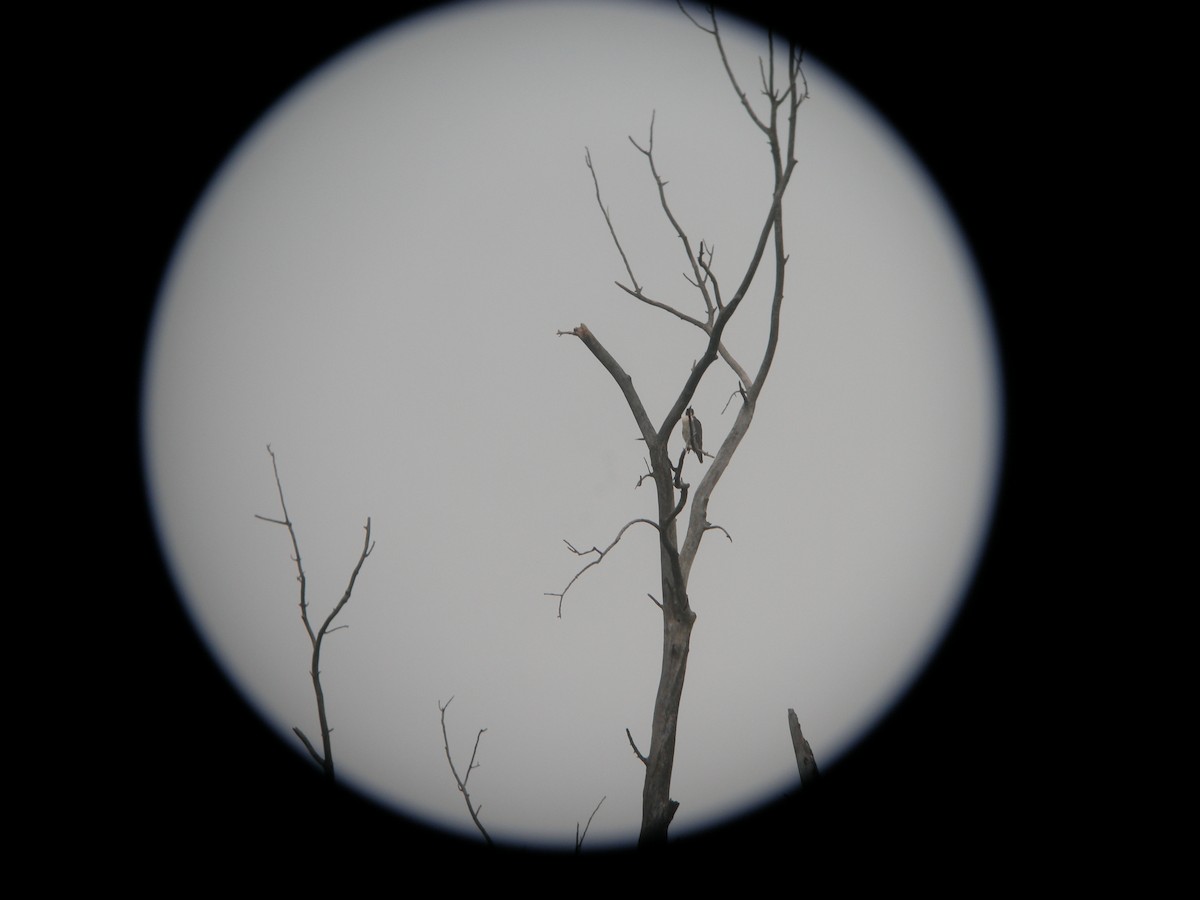 Peregrine Falcon - ML626801095