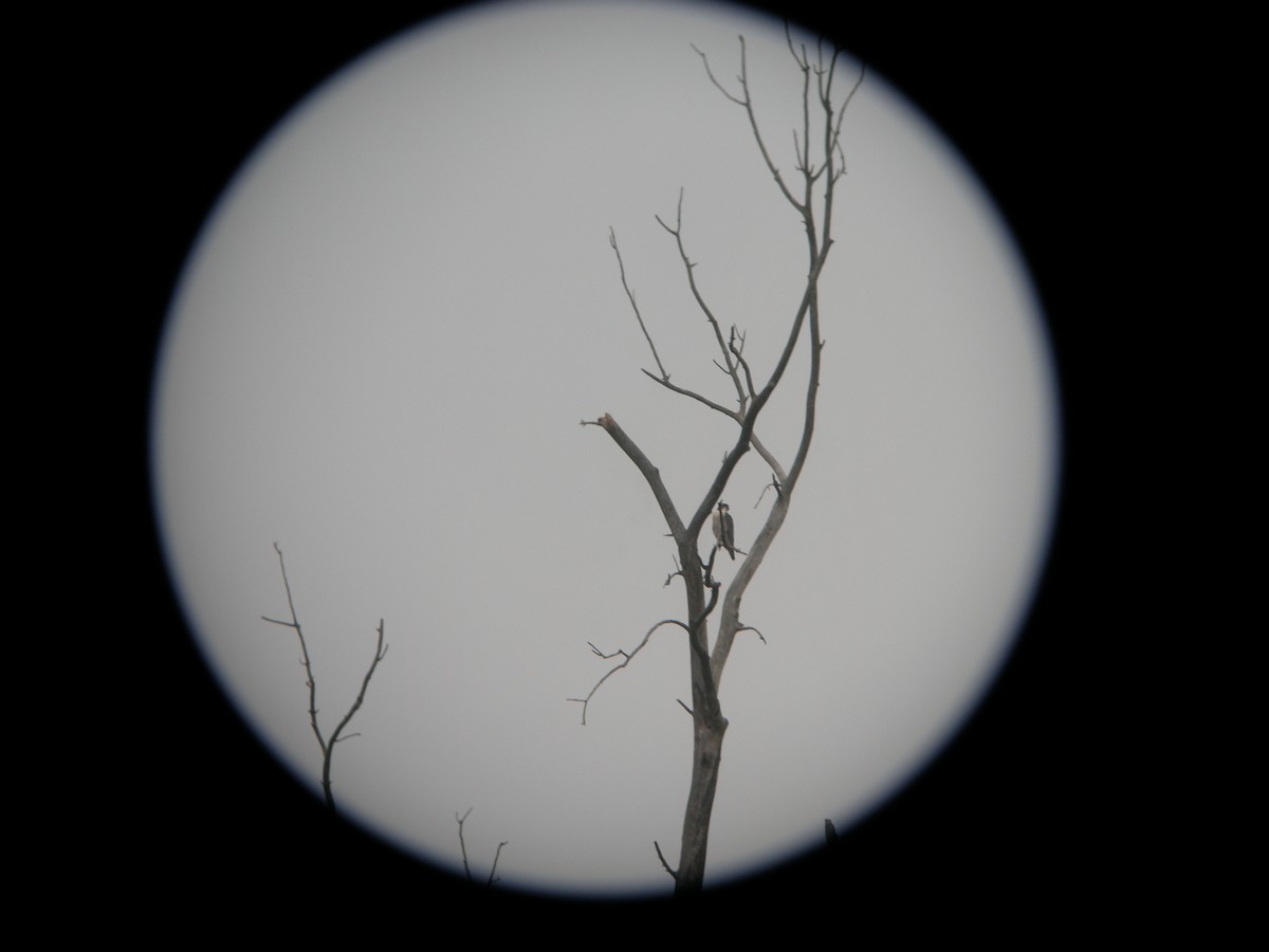 Peregrine Falcon - ML626801096