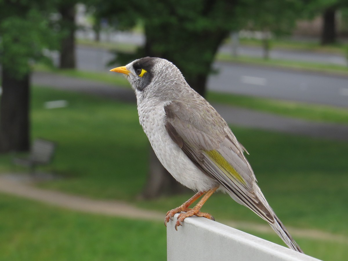 Noisy Miner - ML626801173