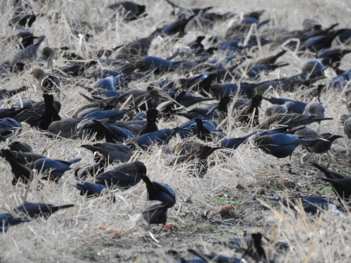 blackbird sp. - ML626801358