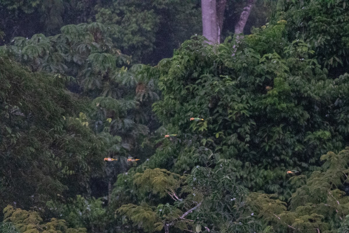 White-bellied Parrot - ML626801536