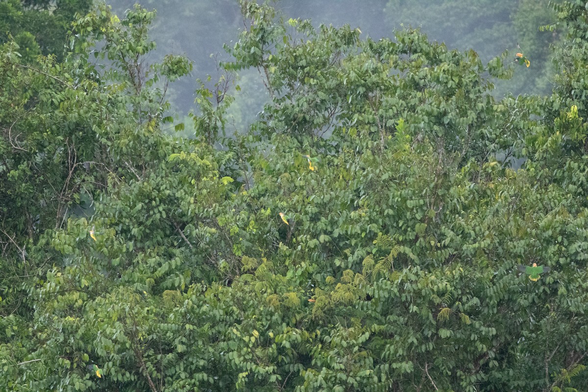 White-bellied Parrot - ML626801538