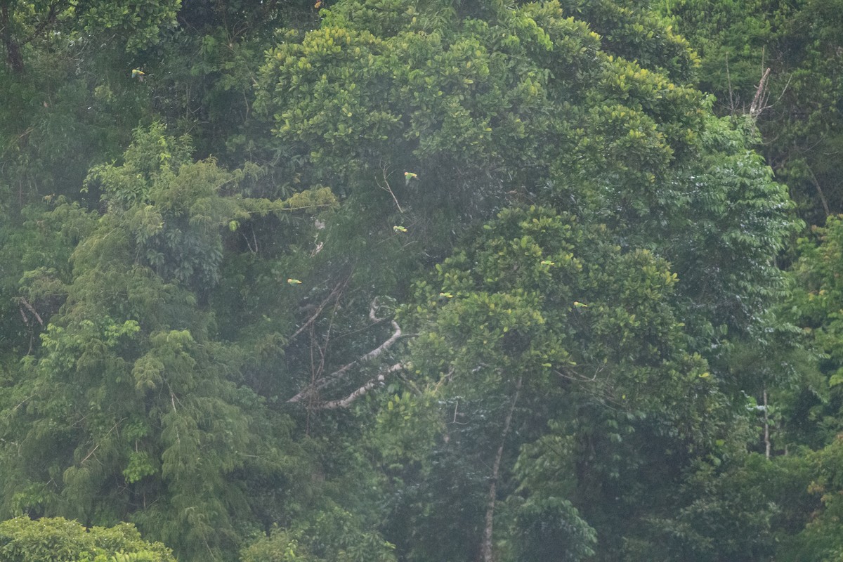 White-bellied Parrot - ML626801539