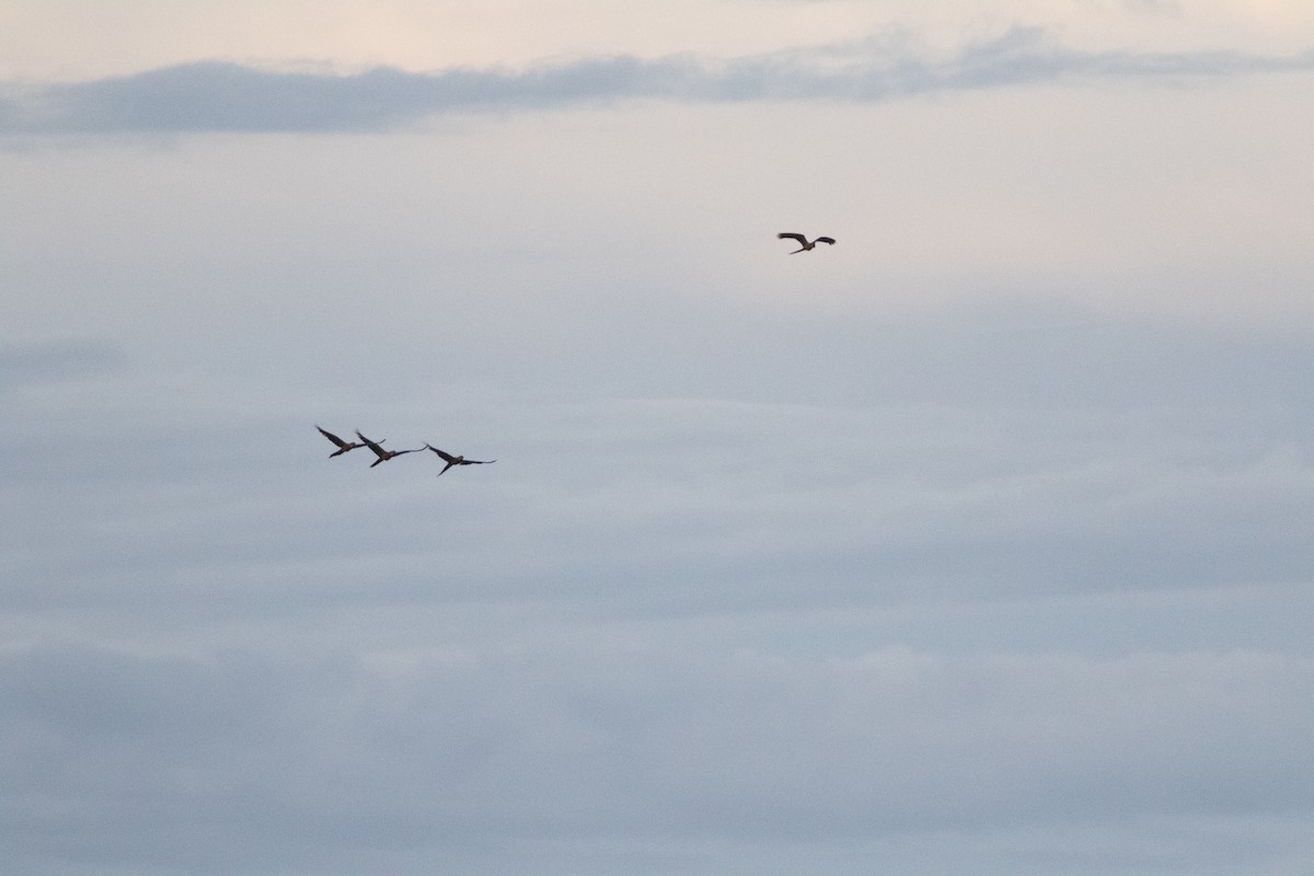 Blue-and-yellow Macaw - ML626801550