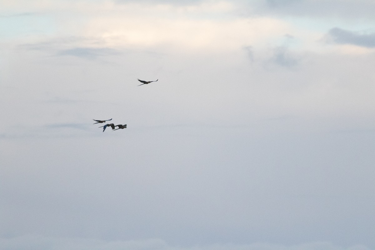 Blue-and-yellow Macaw - ML626801551