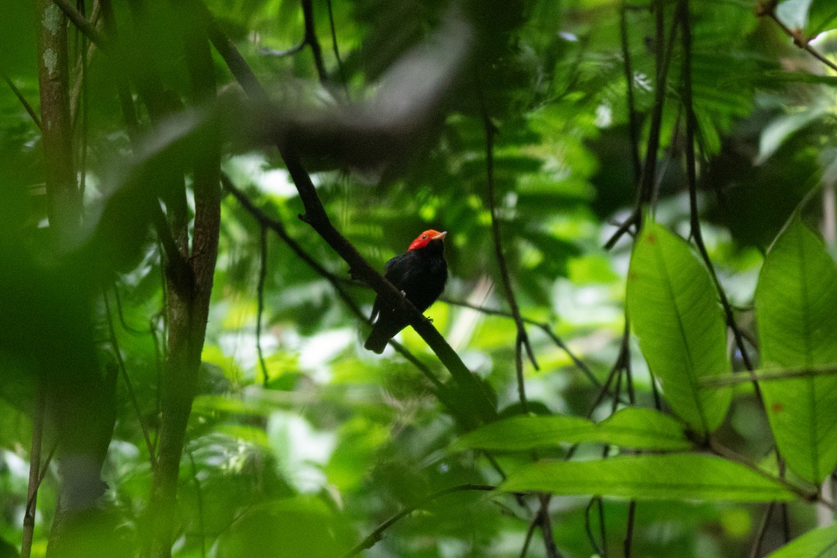 Red-headed Manakin - ML626801562