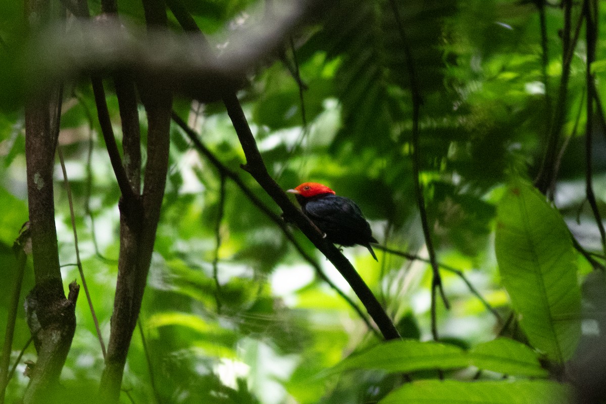 Red-headed Manakin - ML626801563