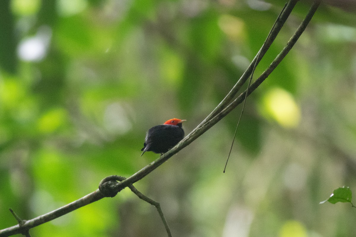 Red-headed Manakin - ML626801564