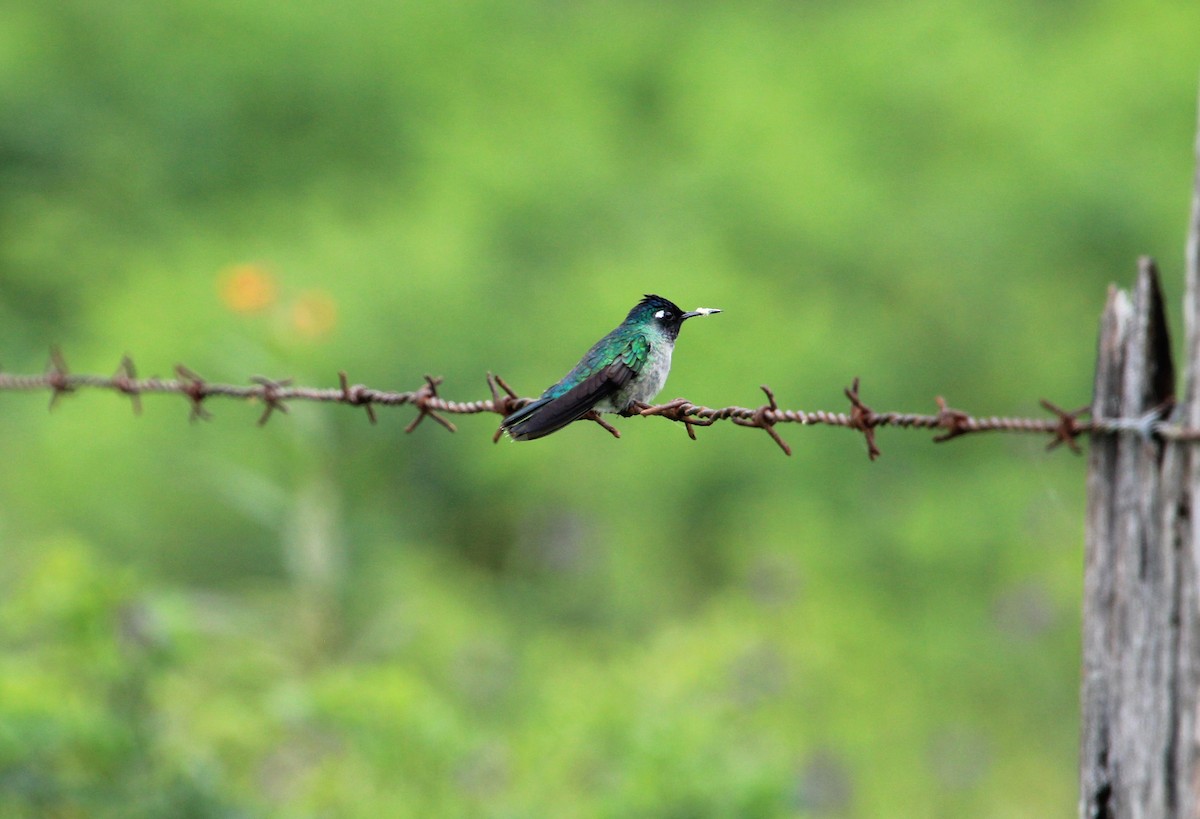 Violet-headed Hummingbird - ML626801579